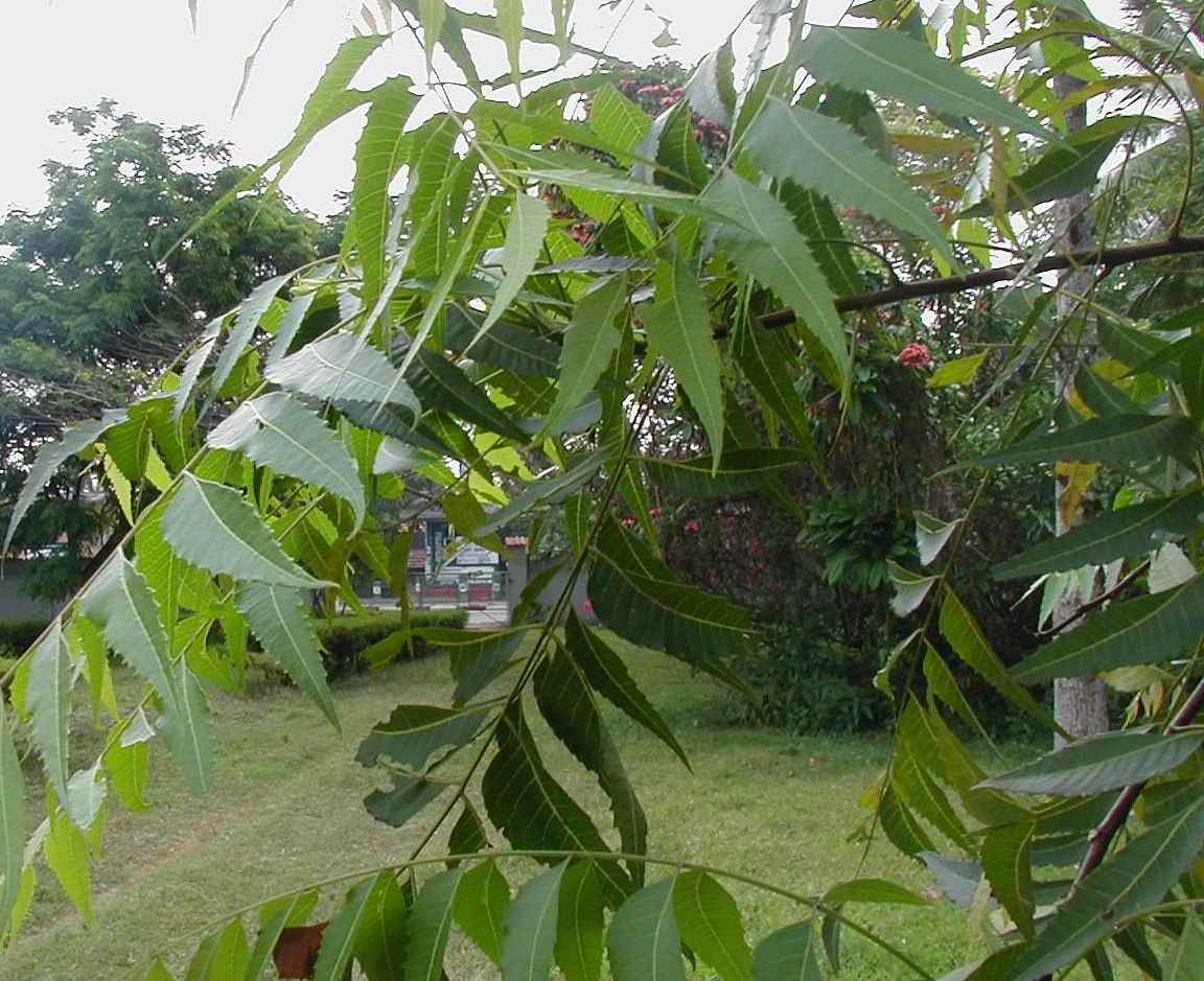 Neem-Tree-05-aa